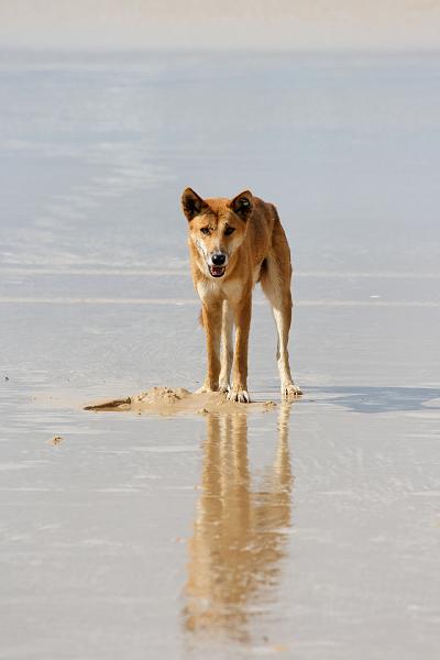 2007 05 15 Fraser Island 092_DXO.jpg